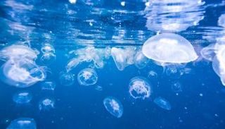 قناديل البحر