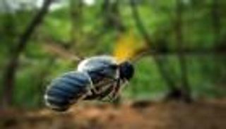 العثور على حشرة متحجرة عمرها 310 ملايين عام