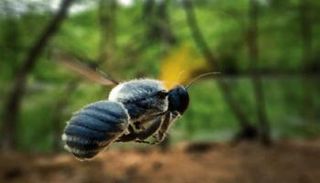 الحشرة استخدمت جناحيها كوسيلة للتواصل- أرشيفية