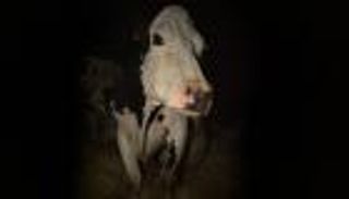 "كاو" فيلم مثير للفضول على هامش مهرجان كان