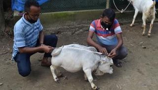 البقرة القزم هي الأقصر في العالم