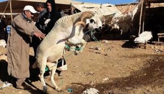 كبش مغربي - أرشيفية