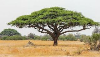 طرد وغرامة مالية لكل من يقطع شجرة في "قام قام" الصومالية