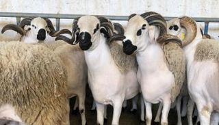  وقت الأضحية يبدأ بعد صلاة عيد الأضحى