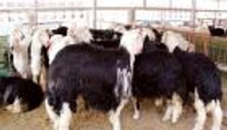 أسعار الأضاحي في الإمارات خلال 2021.. استقرار ووفرة بالأسواق