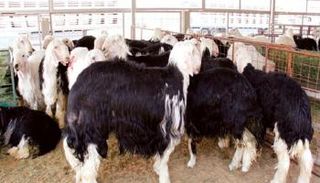 أغنام النجدي أحد الأنواع المتوافرة في الإمارات