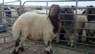 مزرعة أغنام - أرشيفية