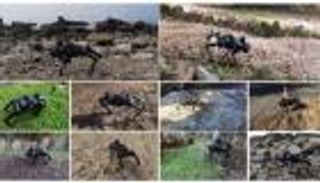 فيديو.. شاهد اختبار "كلب آلي" للسير في ظروف قاسية