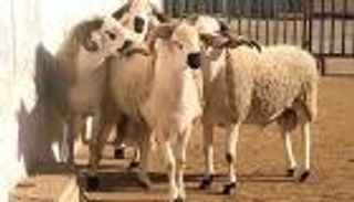 4 أمور لا تجوز في الأضاحي.. تعرف عليها