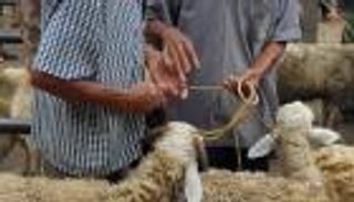 كيفية توزيع الأضحية والعدد المسموح بالاشتراك فيها