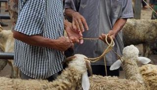 كيفية توزيع الأضحية