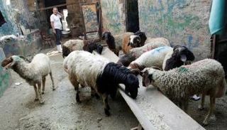 طريقة ذبح الأضحية