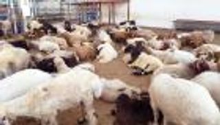 ما حكم دفع قيمة الأضاحي إلى البلاد الفقيرة؟