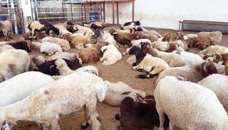 قطيع من الأغنام معد للذبح في عيد الأضحى