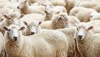 ما حكم بيع جلود الأضاحي أو التصدق بها؟