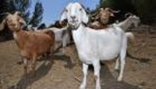 صور.. الماعز في الصفوف الأمامية لمواجهة حرائق كاليفورنيا الكارثية