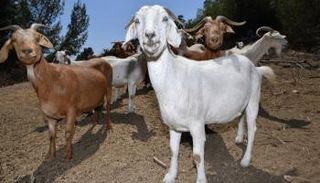 الماعز حليف غير متوقع للإطفائيين