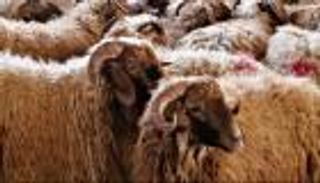 دعاء ذبح الأضحية.. تعرف على الواجب والمستحب