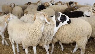 قطيع من الأغنام معد للذبح في عيد الأضحى