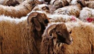 شروط ذبح الأضحية