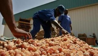 جانب من إنتاج شركة الصمغ العربي