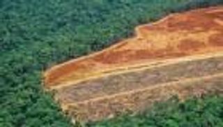 كيف ساهمت الأقمار الاصطناعية في التصدي لإزالة غابات الأمازون؟