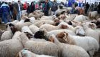 متى ينتهي وقت الأضحية.. وما أفضل موعد للذبح؟