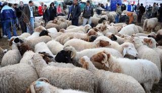 قطيع من الأغنام معد للذبح في عيد الأضحى