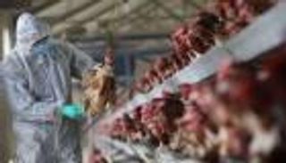 الصين تسجل إصابة بشرية بسلالة "إتش5إن6" من إنفلونزا الطيور