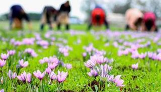 نسوة يقطفن أزهار الزعفران