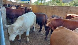 مزرعة عجول في غزة