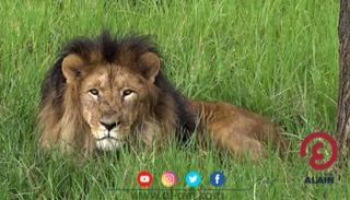 أسد بحديقة أديس للحيوانات