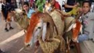 تخضيب رأس الأضحية بالحناء.. عادة جزائرية تتحدى الزمن