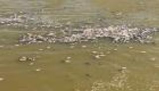 إيران تضرب جنوب العراق بـ"اللسان الملحي".. كارثة بيئية