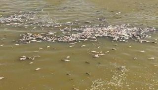 ارتفاع ملحي يتسبب بنفوق الأسماك في جنوب العراق (أرشيفية)