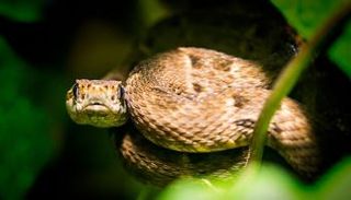 استخدام سم ثعبان خطير لإنشاء غراء يوقف النزيف المهدد للحياة