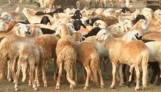 سوق لبيع خراف الأضحية بالسودان