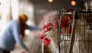 إعدام آلاف الدجاج في غانا بعد تفشي إنفلونزا الطيور