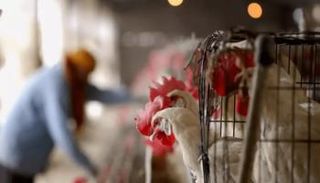 تفشي إنفلونزا الطيور في غانا- أرشيفية