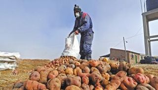 مزارع يبدأ طريقة لحفظ البطاطس عمرها 5 آلاف عام