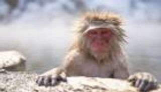 أول وفاة بشرية بفيروس "هربس ب القردي".. أعراضه غثيان وقيء