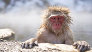 الفيروس تظهر أعراضه على شكل غثيان وقيء