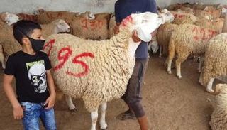 طفل جزائري في سوق لبيع أضاحي العيد بالعاصمة