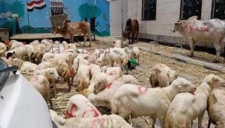 مليشيا الحوثي ينحرون فرحة العيد