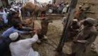 أغرب عادات عيد الأضحى حول العالم