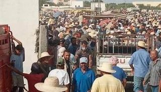 أسواق الأضاحي في تونس