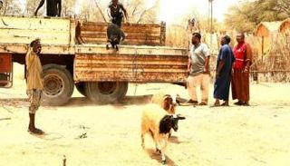 أضاحي العيد مقدمة من الهلال الإماراتي إلى الجنوب الليبي 