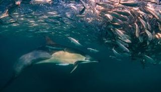 السردين في المحيط الهندي