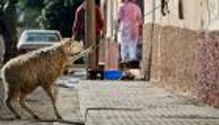 عيد الأضحى في المغرب.. انفجار وبائي وعادات تقاوم كورونا