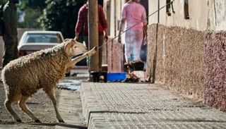 خروف أمام منزل مغربي - صورة أرشيفية